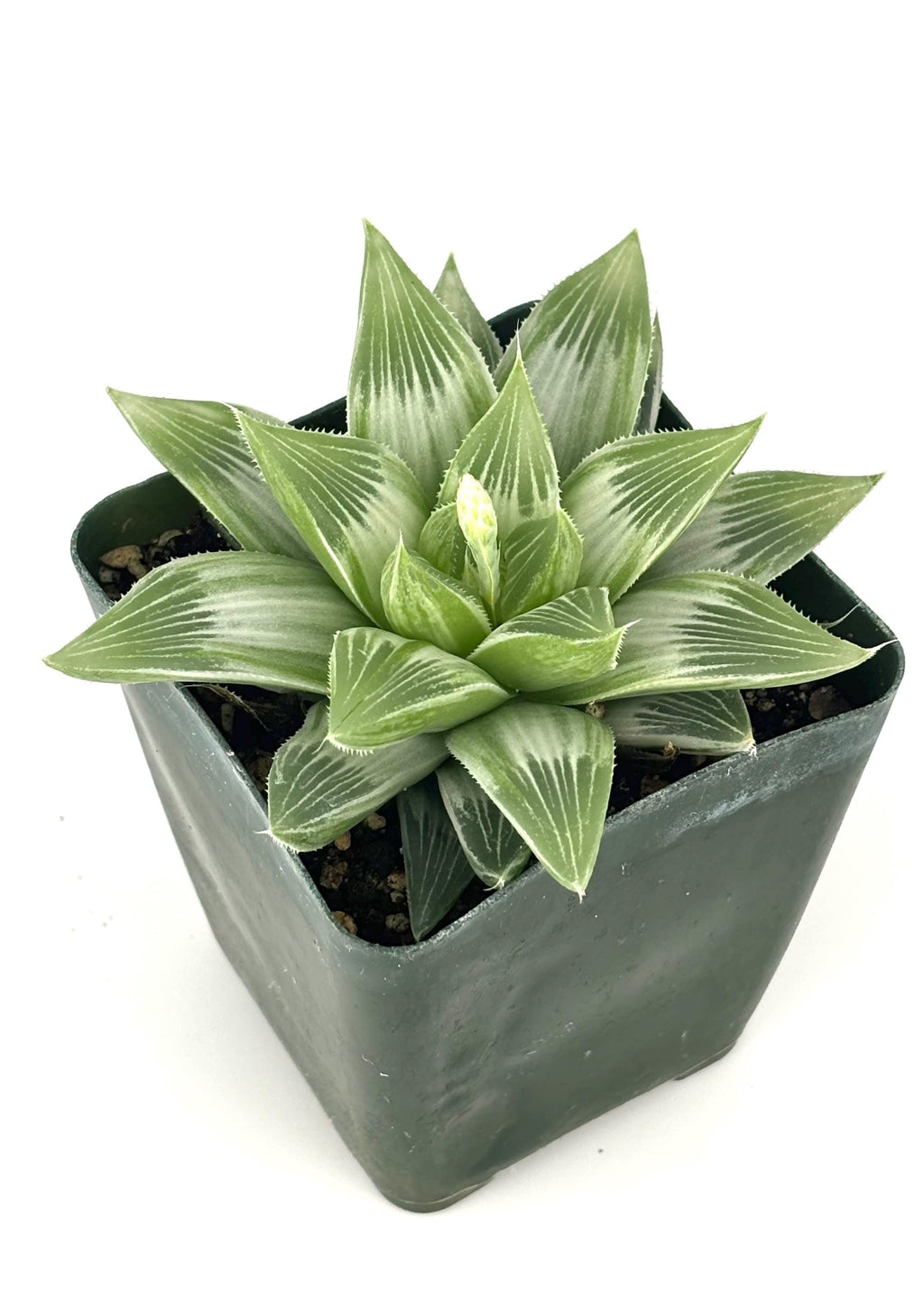 Potted White Ghost Haworthia succulent plant with green leaves on a white background