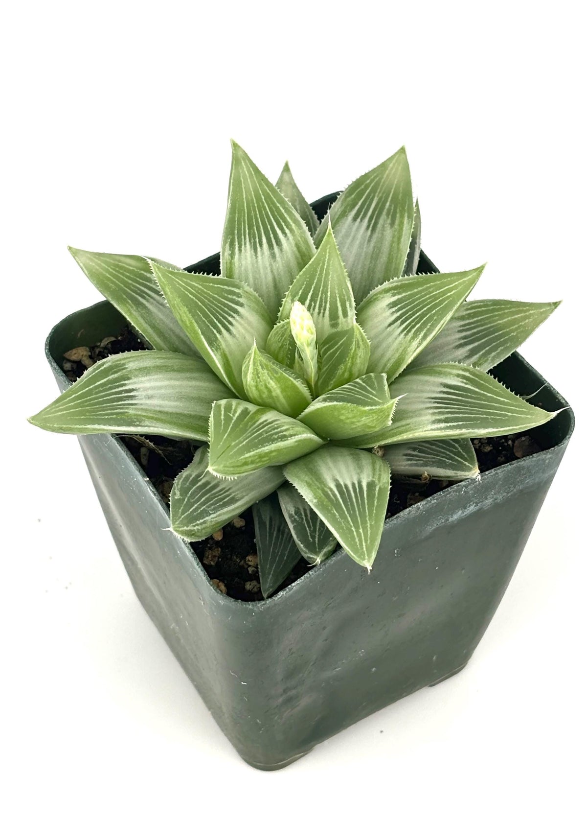 Potted White Ghost Haworthia succulent plant with green leaves on a white background