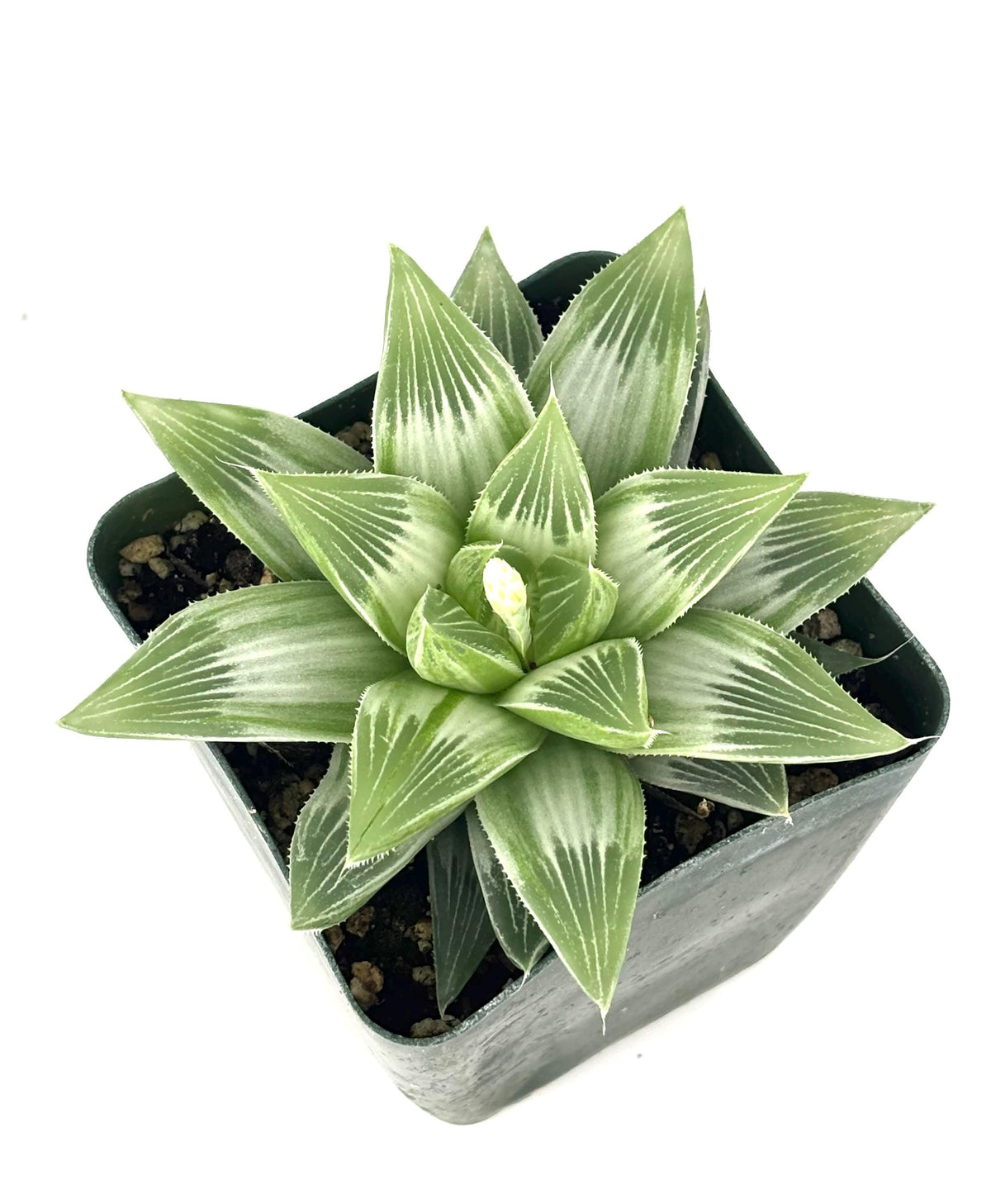 Green White Ghost Haworthia succulent plant in a pot on a white background