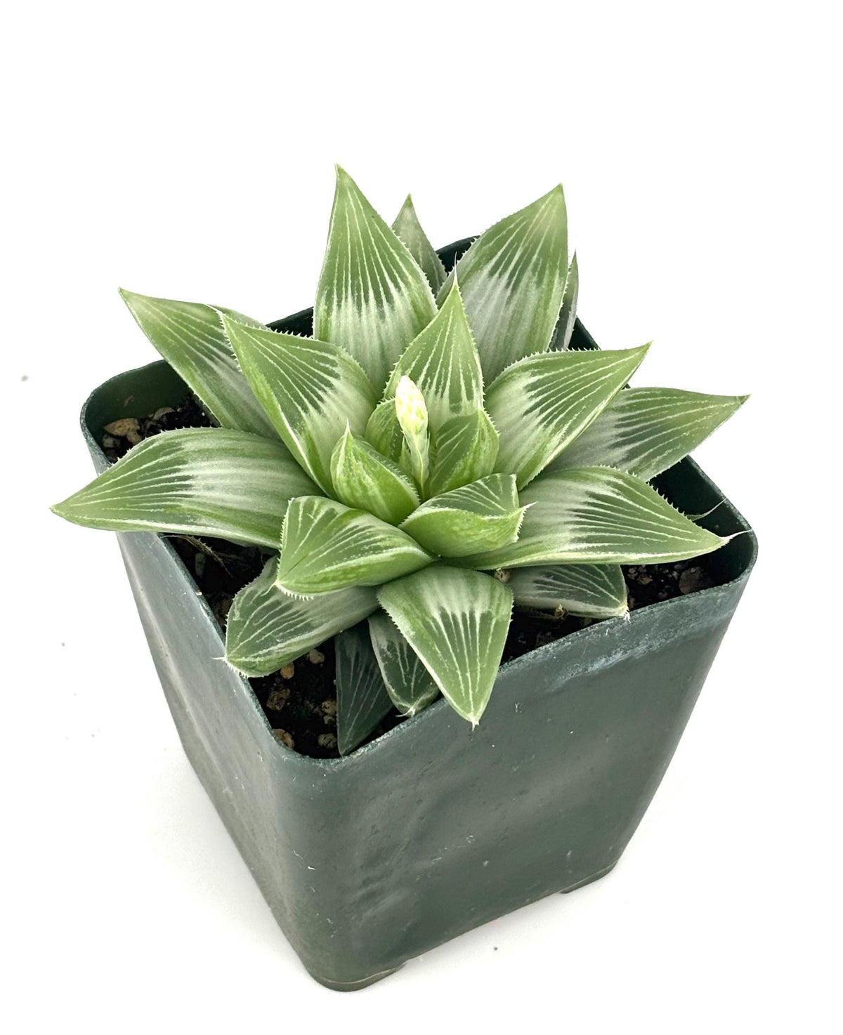 Green potted White Ghost Haworthia succulent plant on a white background