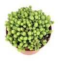 Potted dragon egg succulent plant with green, bulbous leaves on a white background
