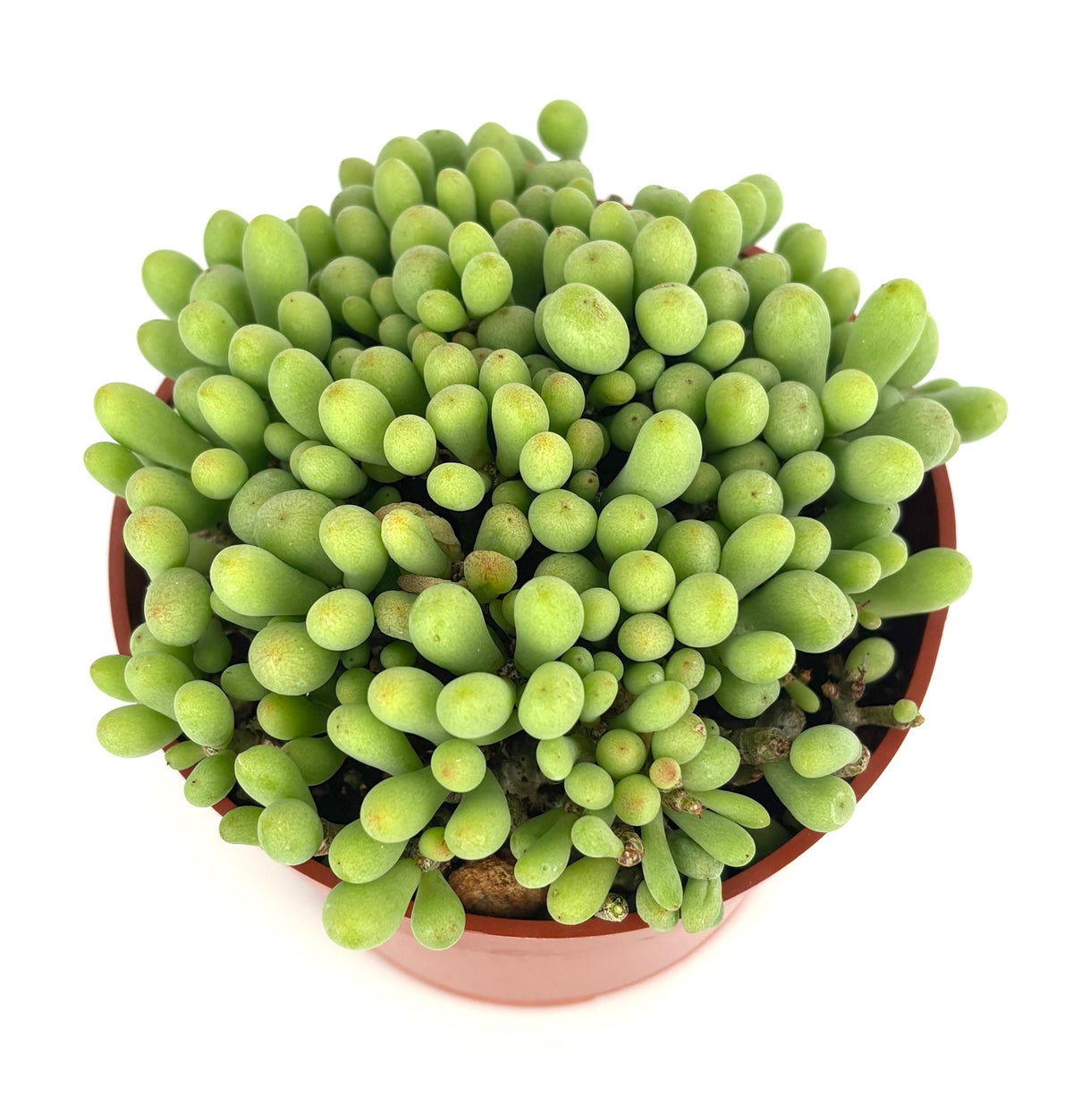 Potted dragon egg succulent plant with green, bulbous leaves on a white background