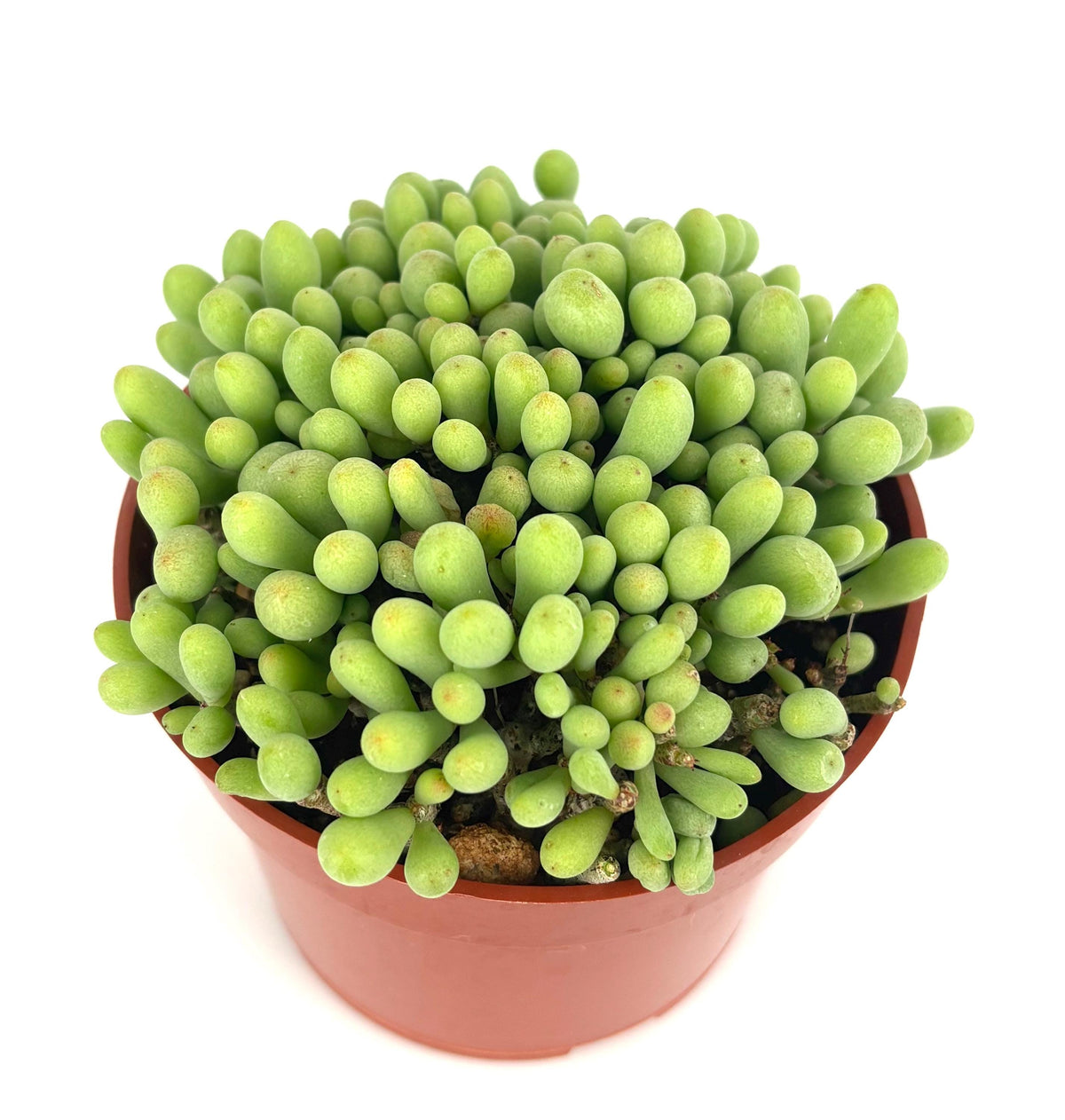 Potted dragon egg succulent plant with green, rounded leaves on a white background