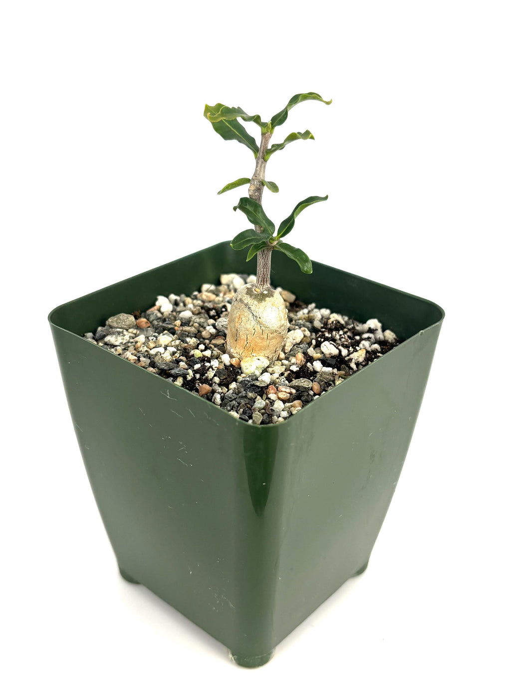 Small fockea crispa potted plant in a green pot on a white background