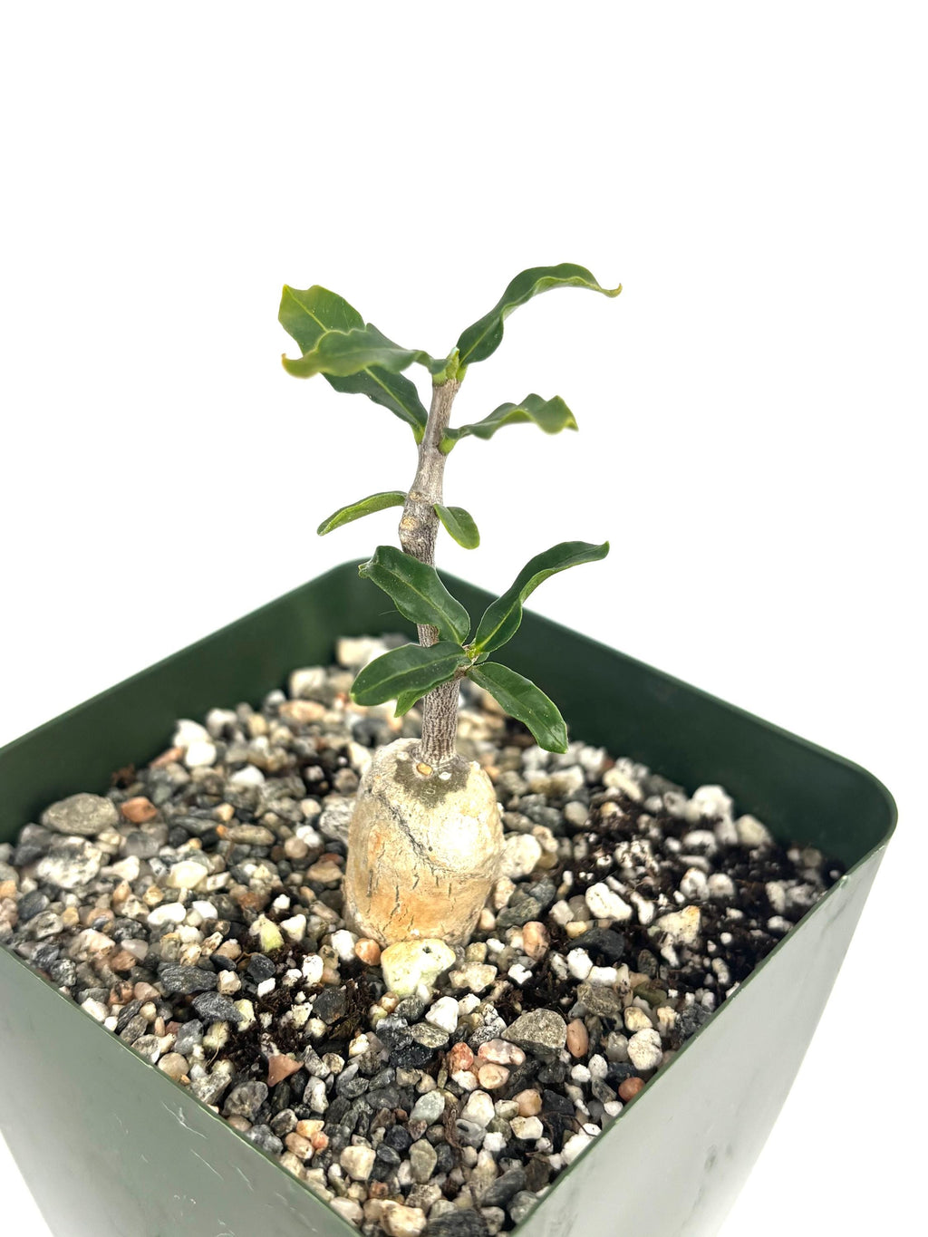 Small fockea crispa plant with green leaves in a pot filled with small stones on a white background