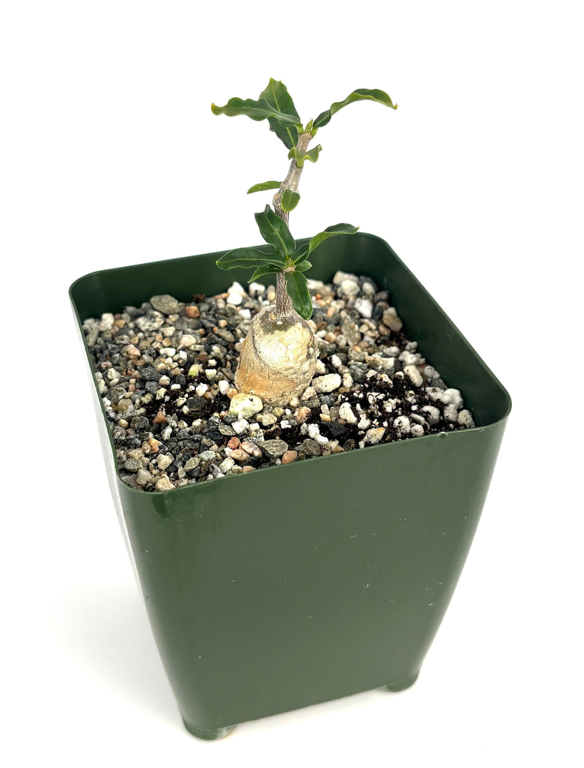 Small fokea crispa potted plant with a transparent vase inside on a white background