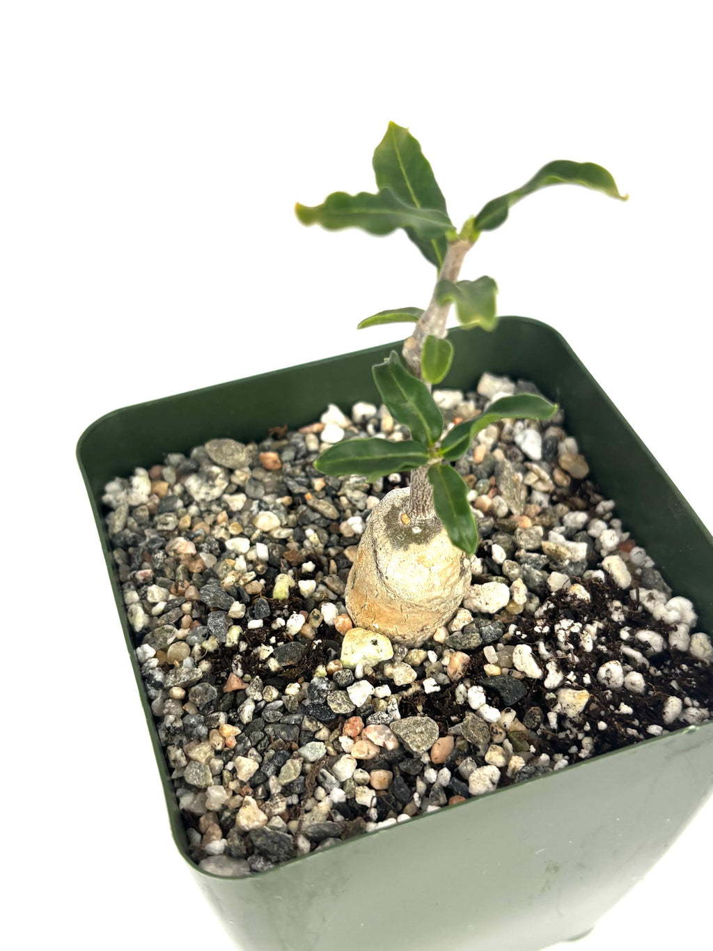 Small fockea potted plant with pebbles on a white background