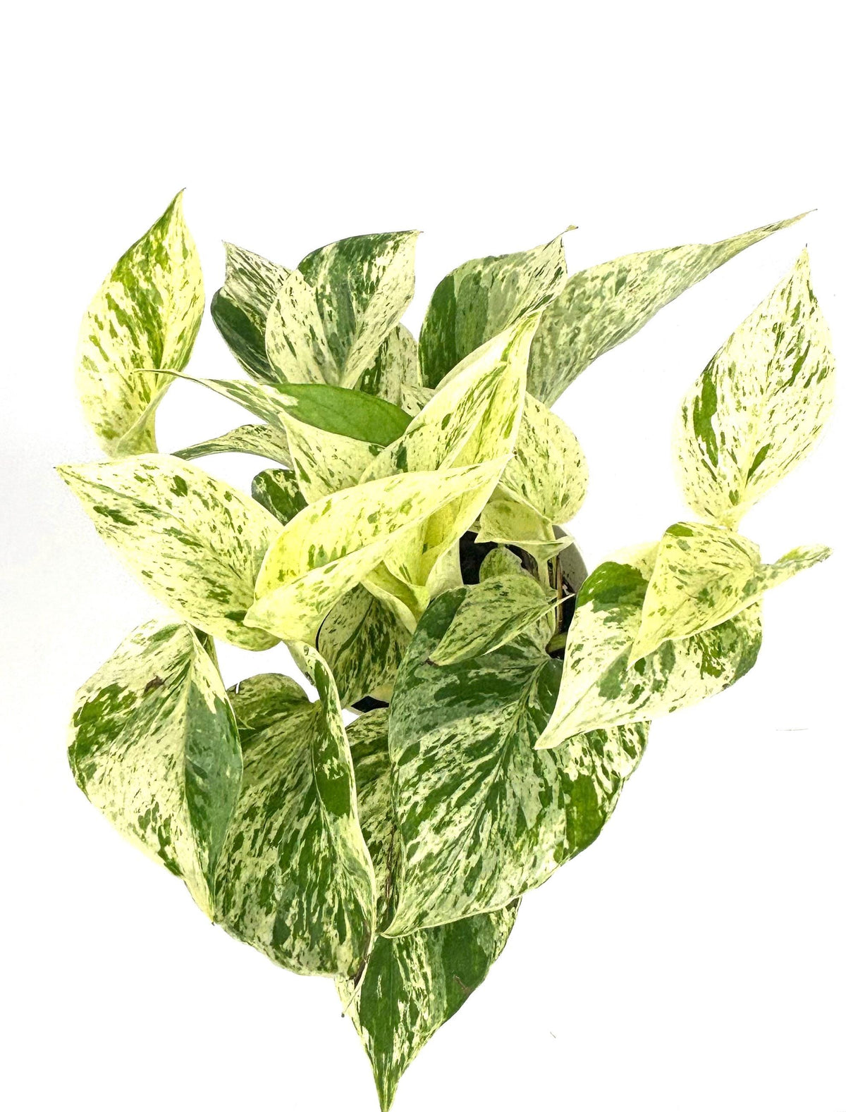 Snow Queen Pothos, 4-inch pot, original Etsy listing photo 3