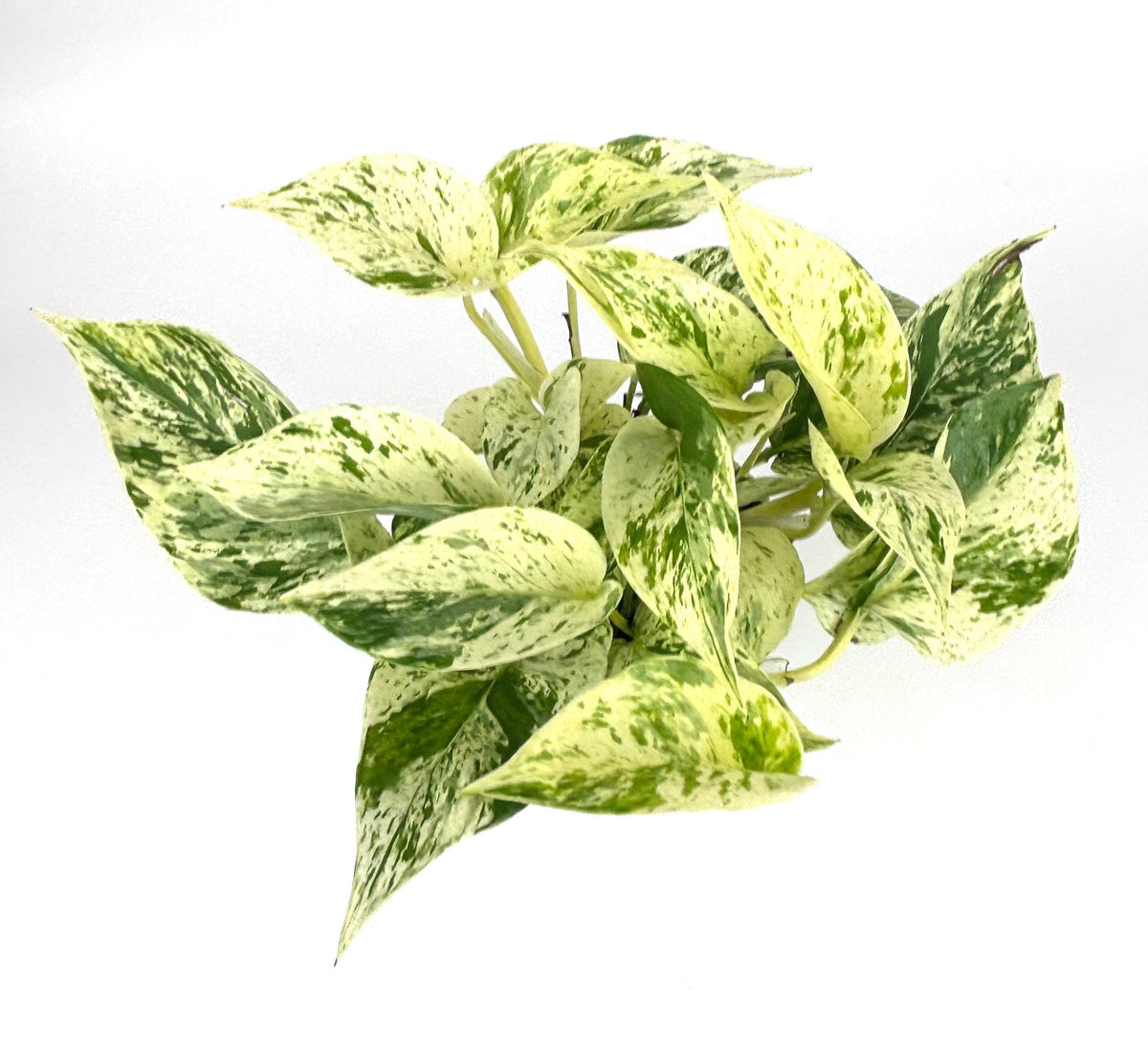 Snow Queen Pothos, 4-inch pot, original Etsy listing photo 4