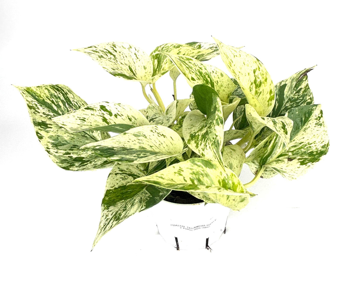 Snow Queen Pothos, 4-inch pot, original Etsy listing photo 5