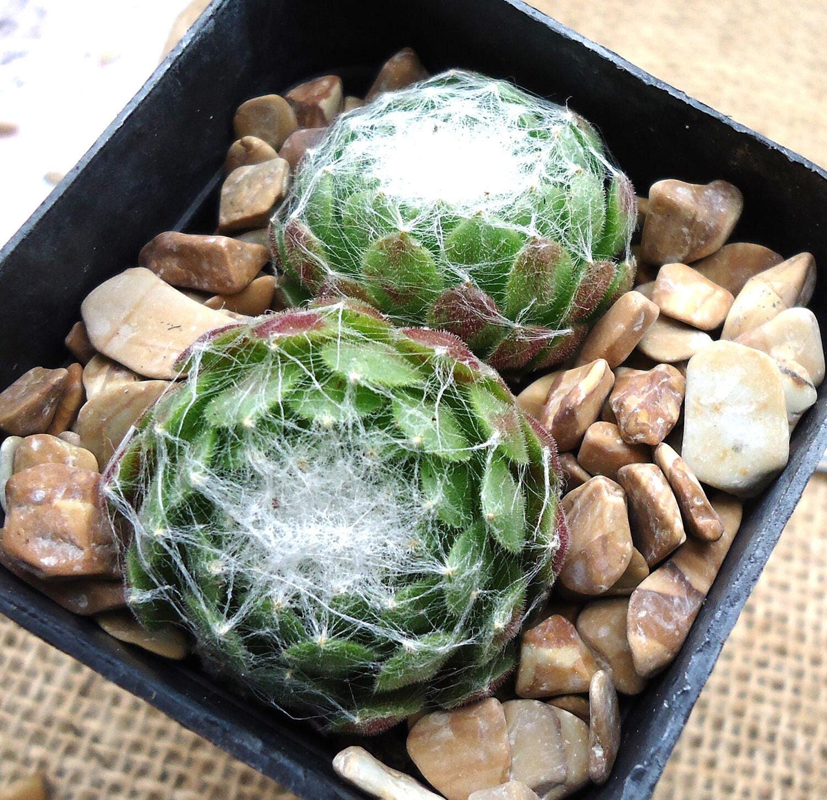 Sempervivum Cebenese succulent plant with pinkish-red outer leaves and a green center, covered with white webs, sitting in a black pot filled with small tan stones.