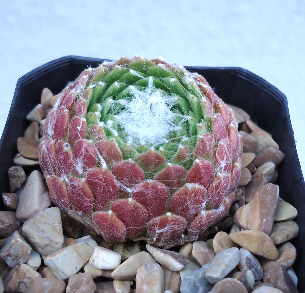 A close-up of a rosette-shaped succulent plant with pinkish-red outer leaves and a green center, covered with white spiderwebs, sitting in a black pot filled with small tan stones.