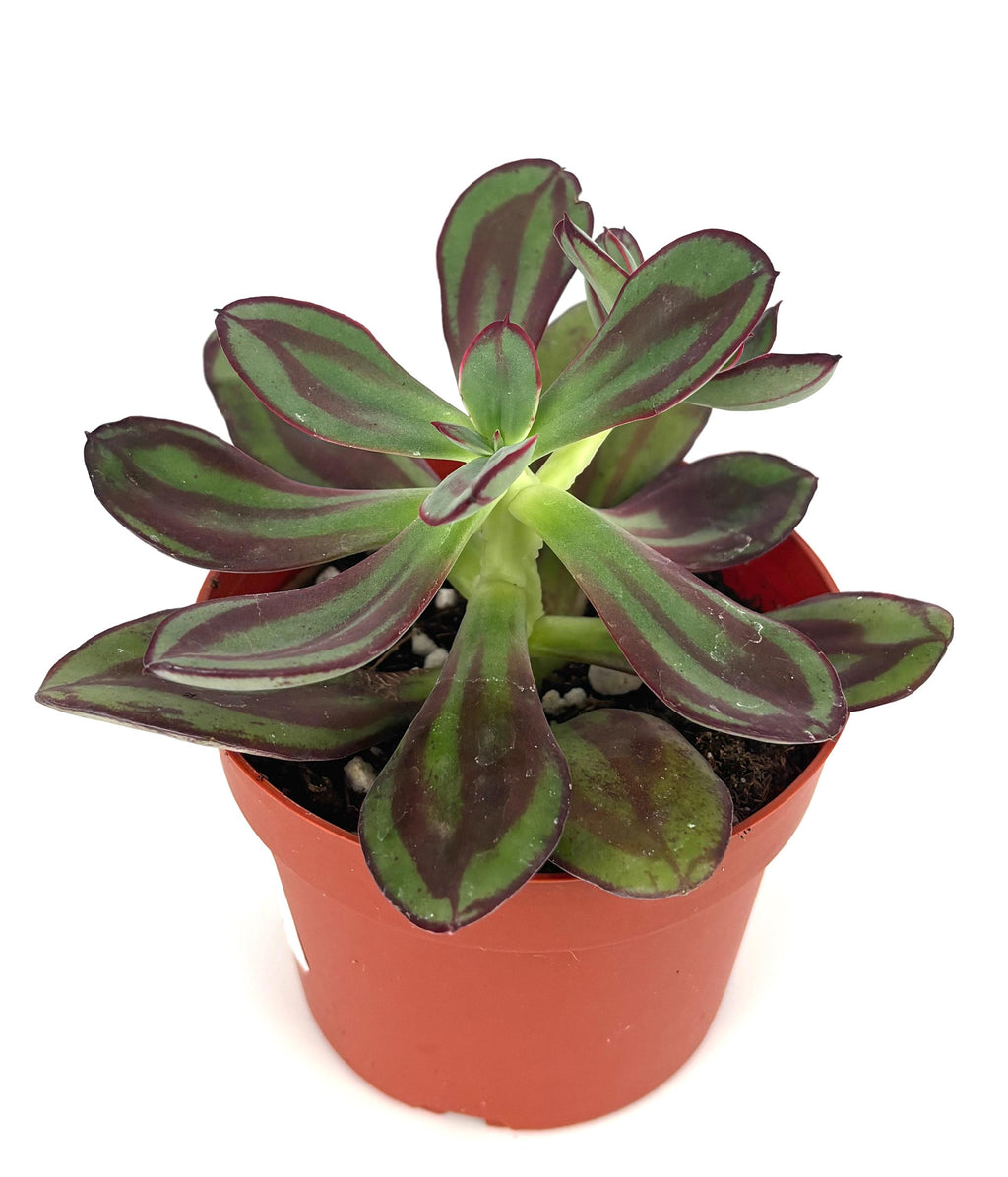 Potted echeveria nodulosa succulent plant with green and purple leaves on a white background