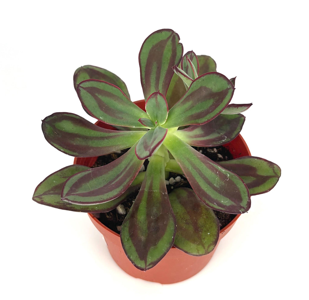 Potted echeveria nodulosa succulent with green and purple leaves on a white background