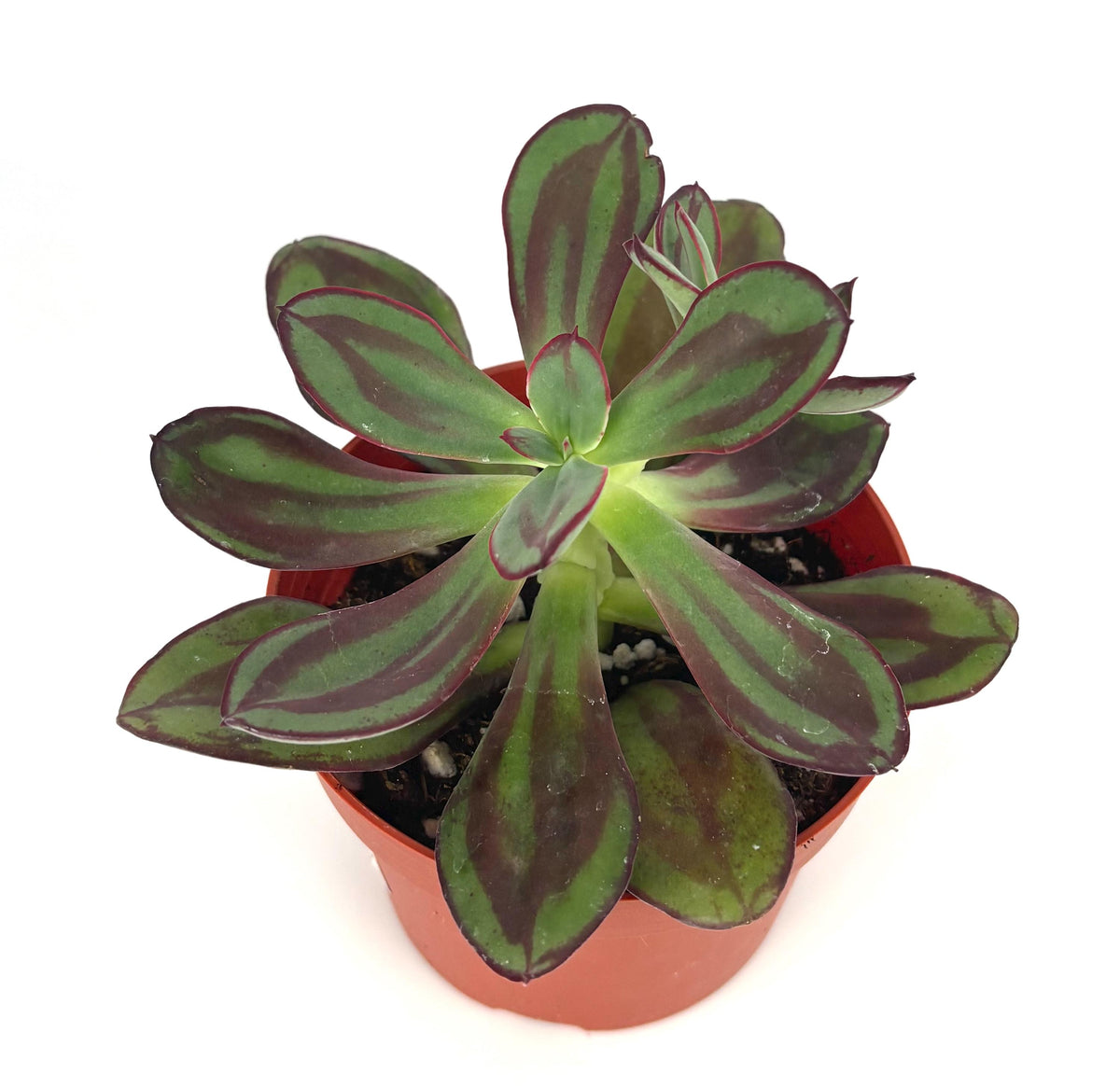 Potted echeveria nodulosa succulent with green and purple leaves on a white background