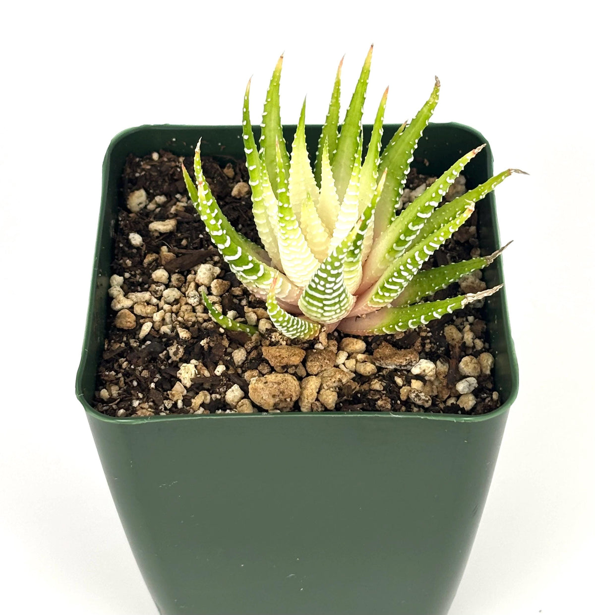 Variegated Zebra Haworthia in a green 4-inch pot, with pointed green leaves, cream variegation, and white bands