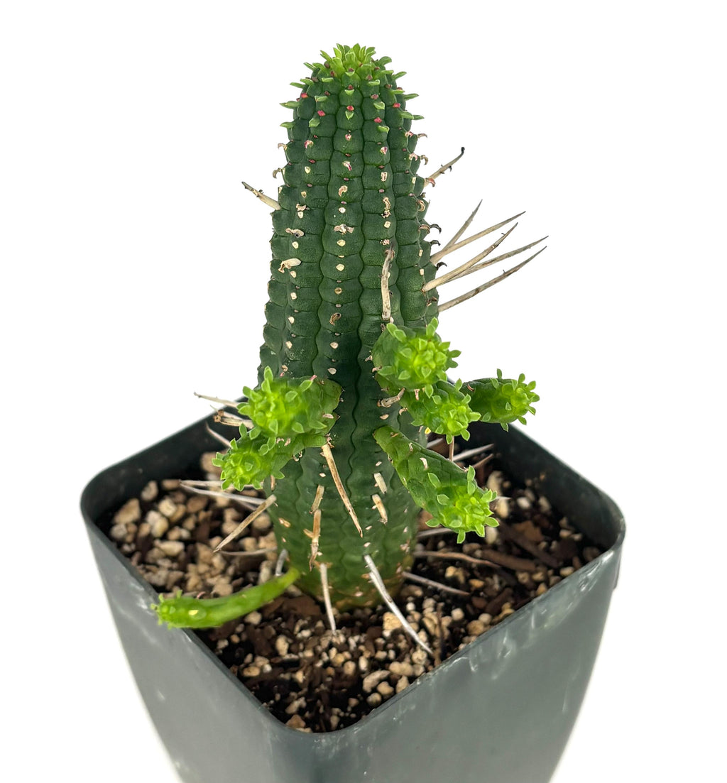 Corn Cob Euphorbia (Euphorbia mammillaris), 4-Inch Pot