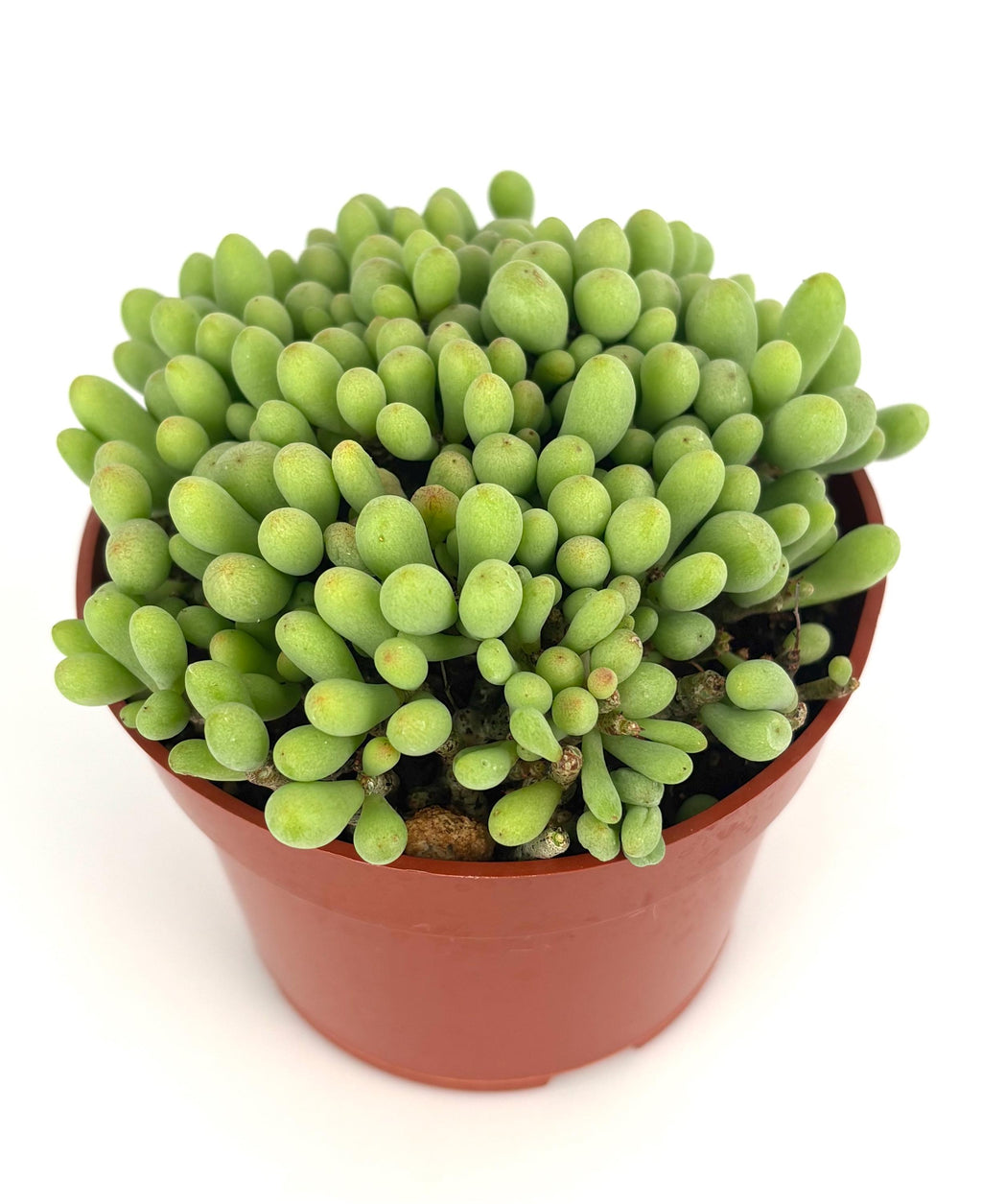 Potted dragon egg succulent plant with green, bulbous leaves on a white background