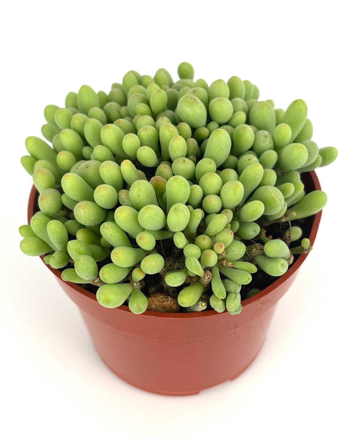 Potted dragon egg succulent plant with green, bulbous leaves on a white background