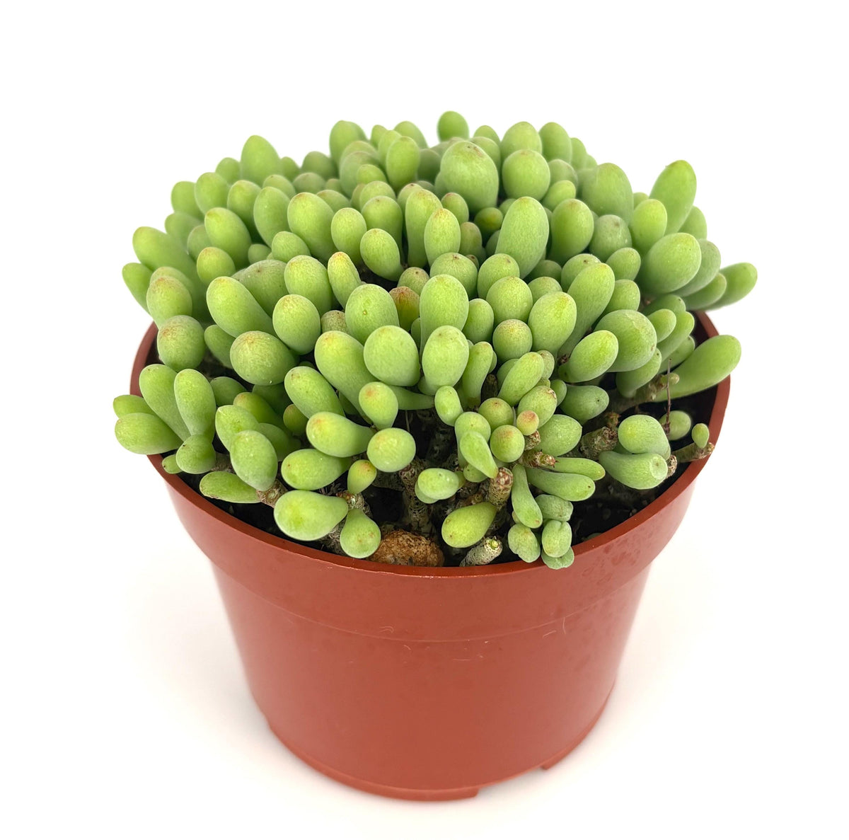 Potted dragon egg succulent plant on a white background