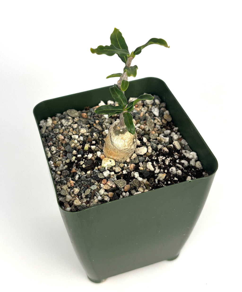 Small fockea crispa potted plant with a white bulb-like base on a white background