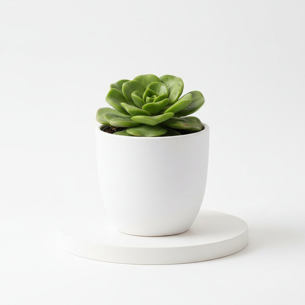 Green aeonium lily pad succulent plant in a white ceramic pot against a light background