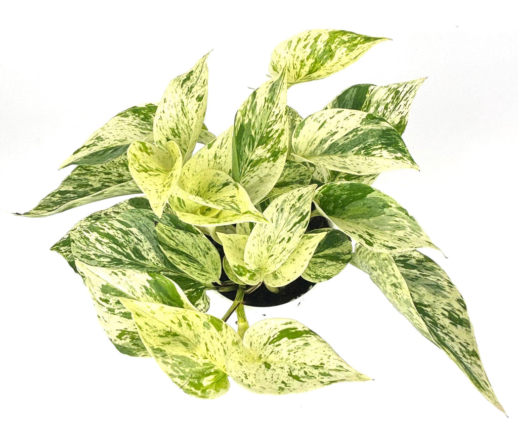 Snow Queen Pothos, 4-inch pot, original Etsy listing photo 1