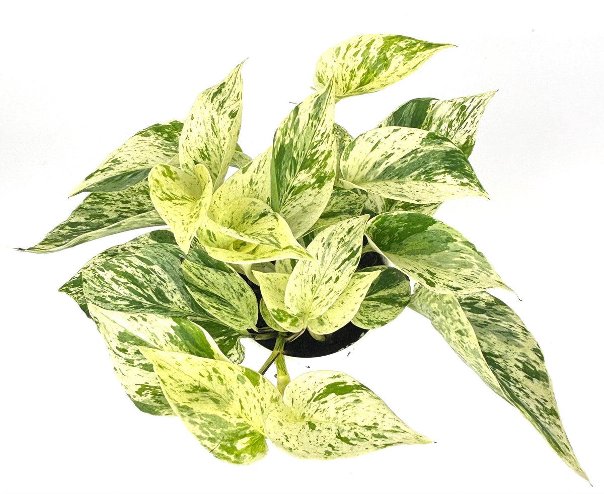 Snow Queen Pothos, 4-inch pot, original Etsy listing photo 1