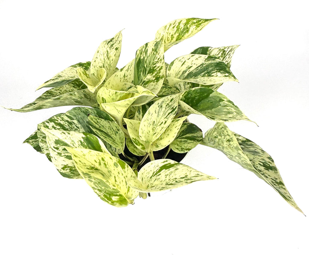 Snow Queen Pothos, 4-inch pot, original Etsy listing photo 2