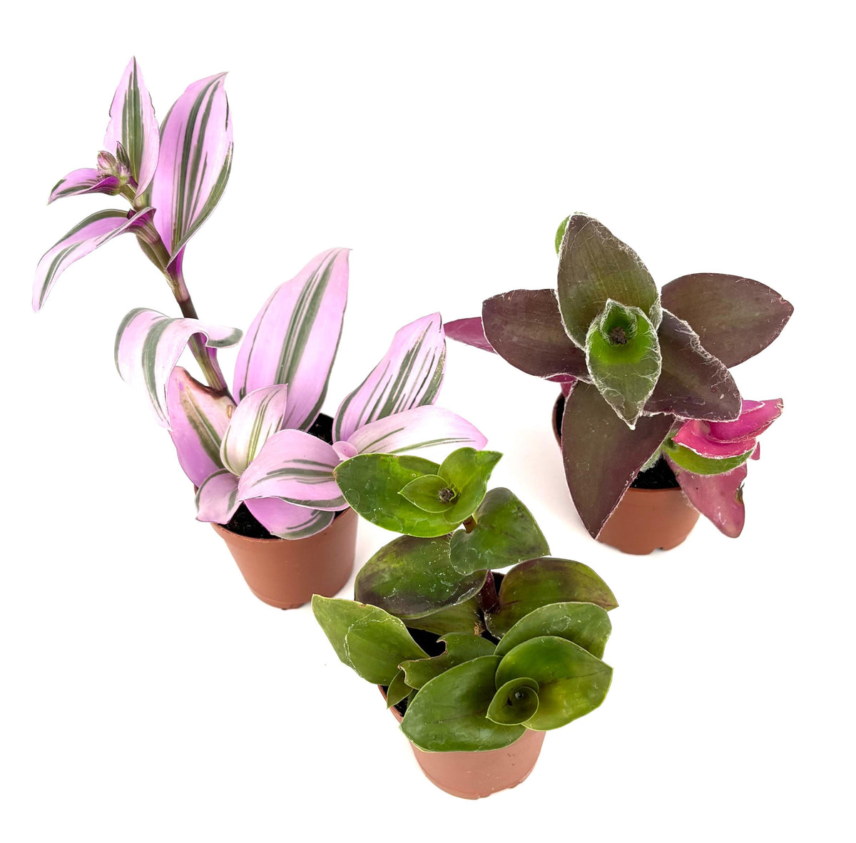 Four potted plants with pink and green leaves on a white background