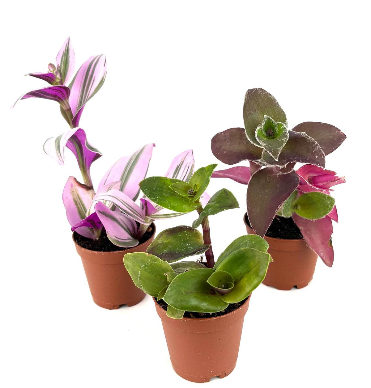Three potted plants with pink and green leaves on a white background