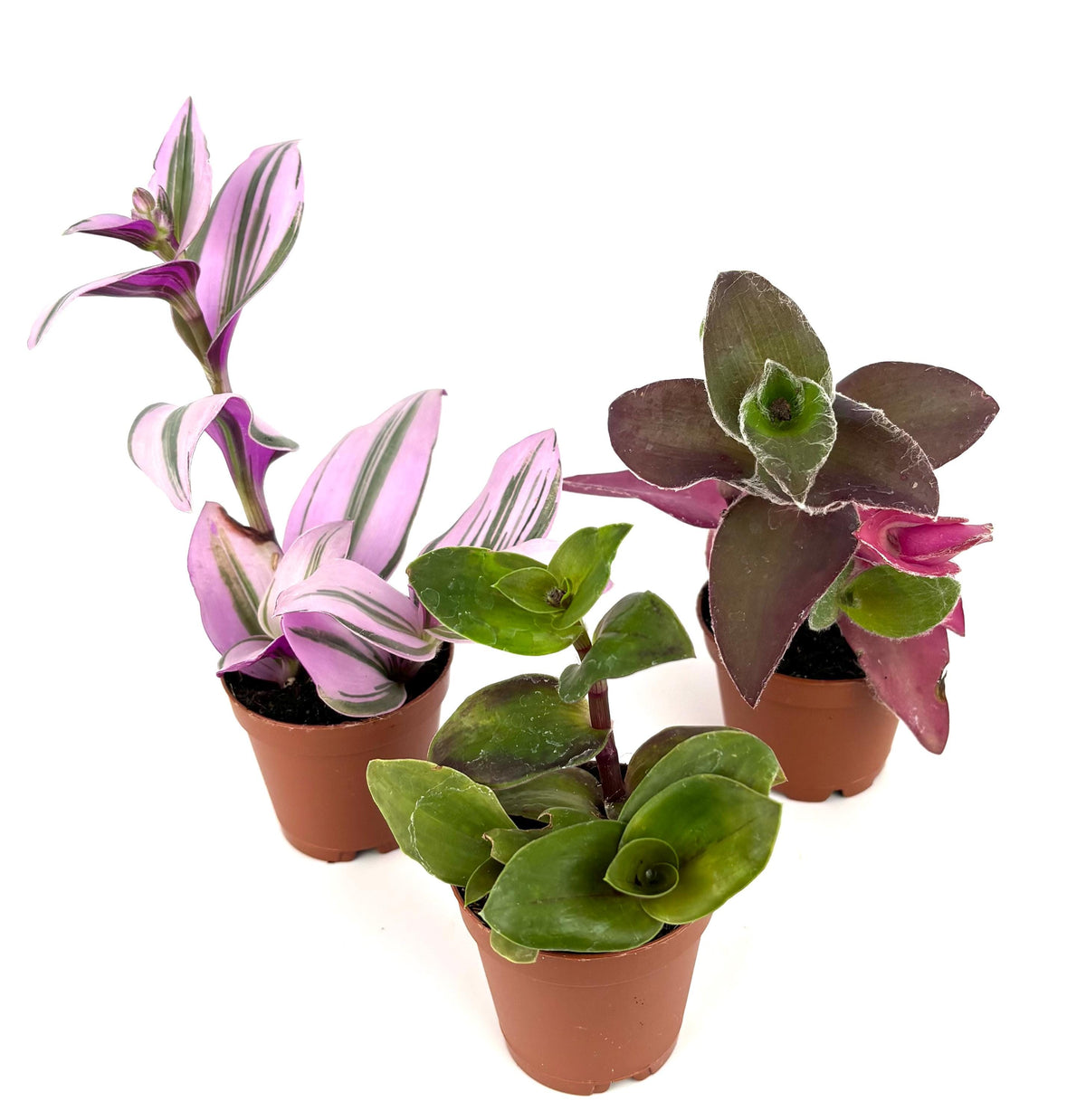 Four potted plants with pink and green leaves on a white background