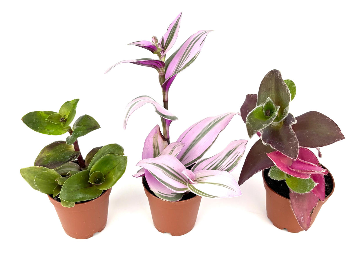 Three small potted plants with green, pink, and purple leaves on a white background
