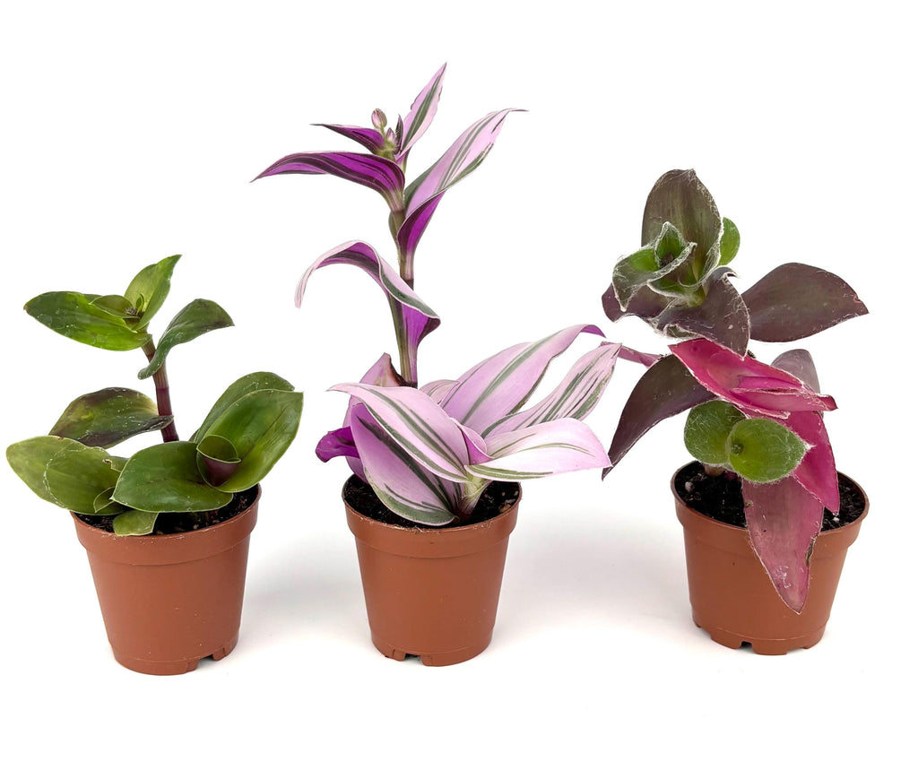 Three small potted plants with green and purple leaves on a white background