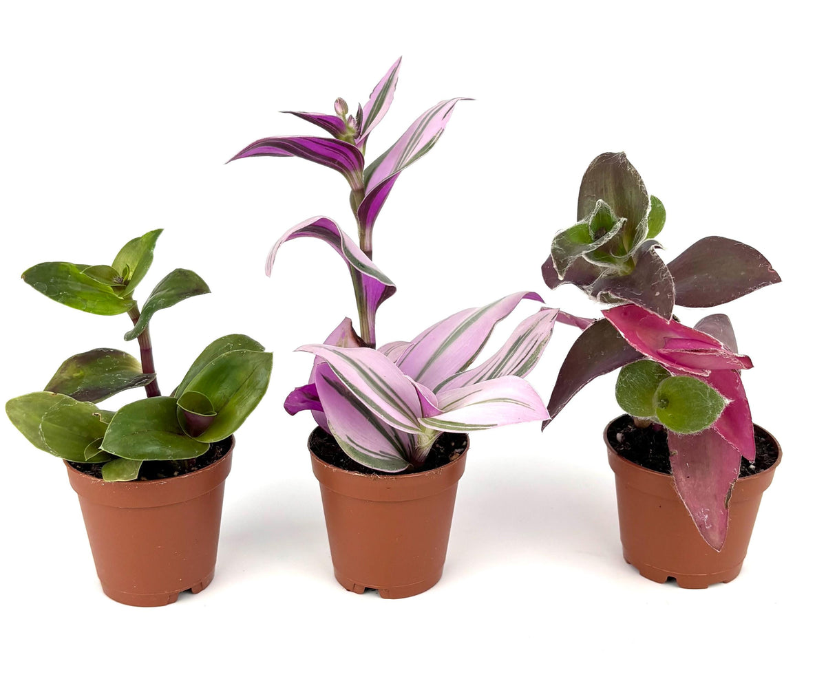 Three small potted plants with green and purple leaves on a white background