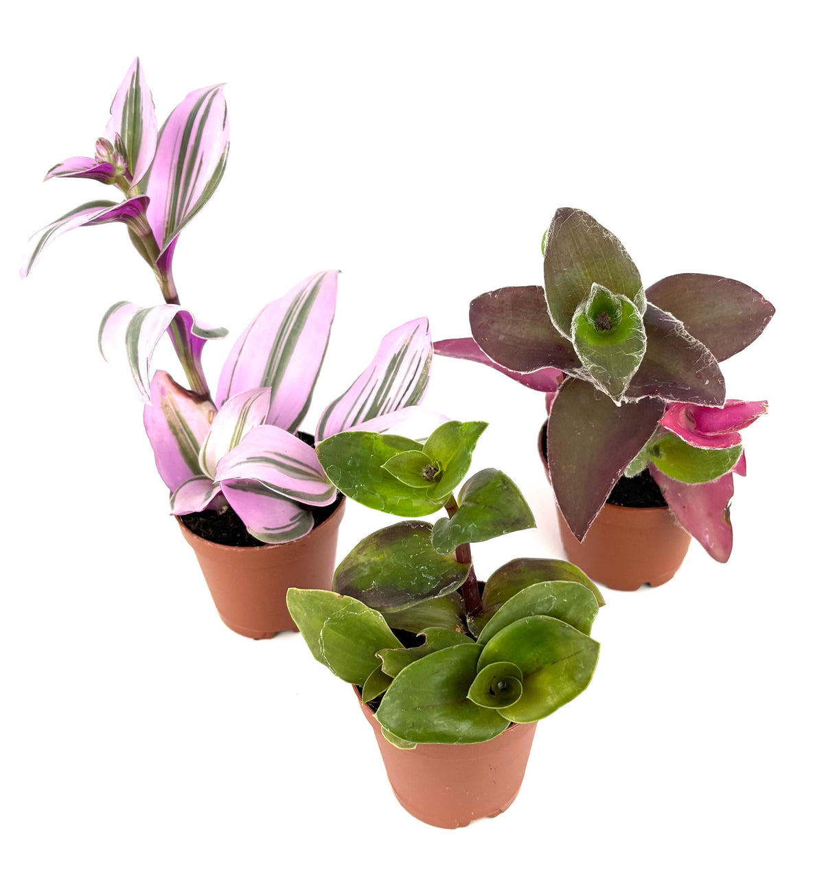 Two sets of potted plants on a white background
