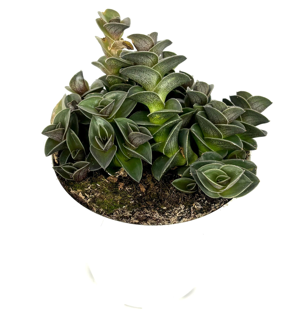 Green tradescantia plant in a pot on a white background