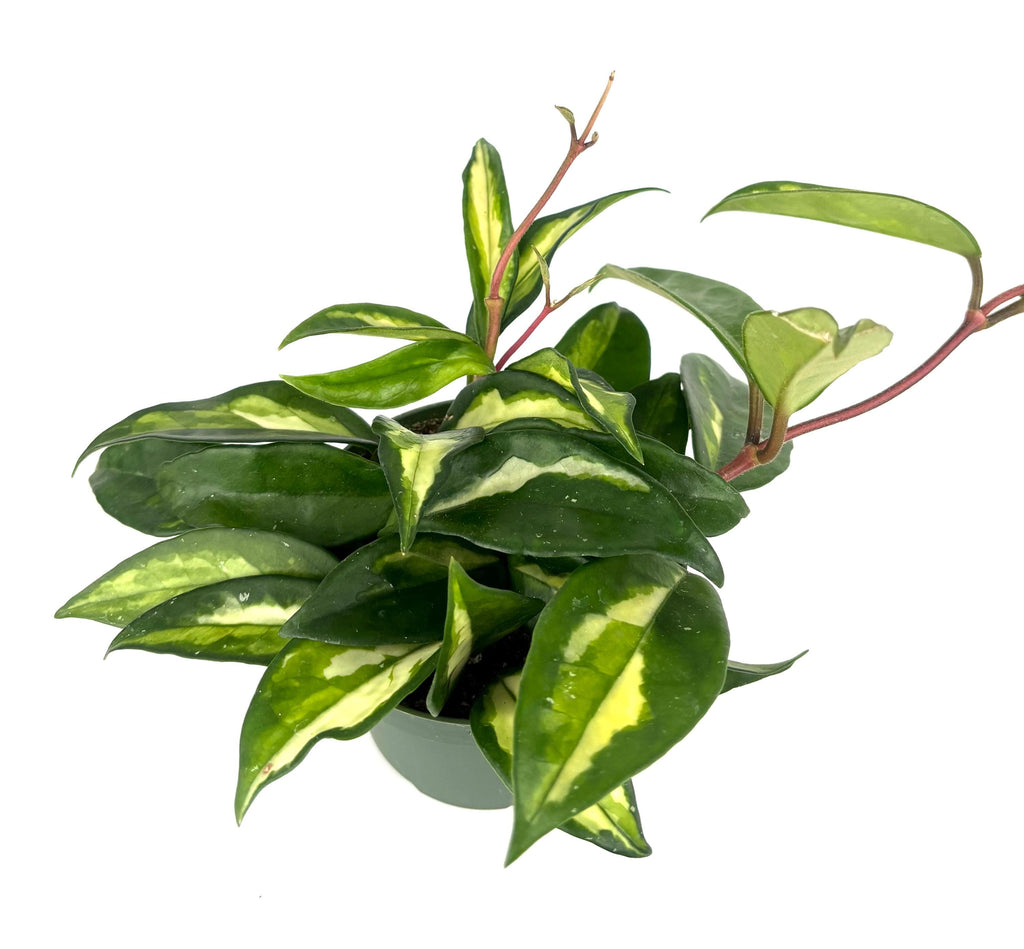 Hoya carnosa Krimson Princess, 4-Inch Pot