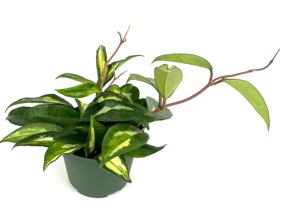 Hoya carnosa Krimson Princess, 4-Inch Pot
