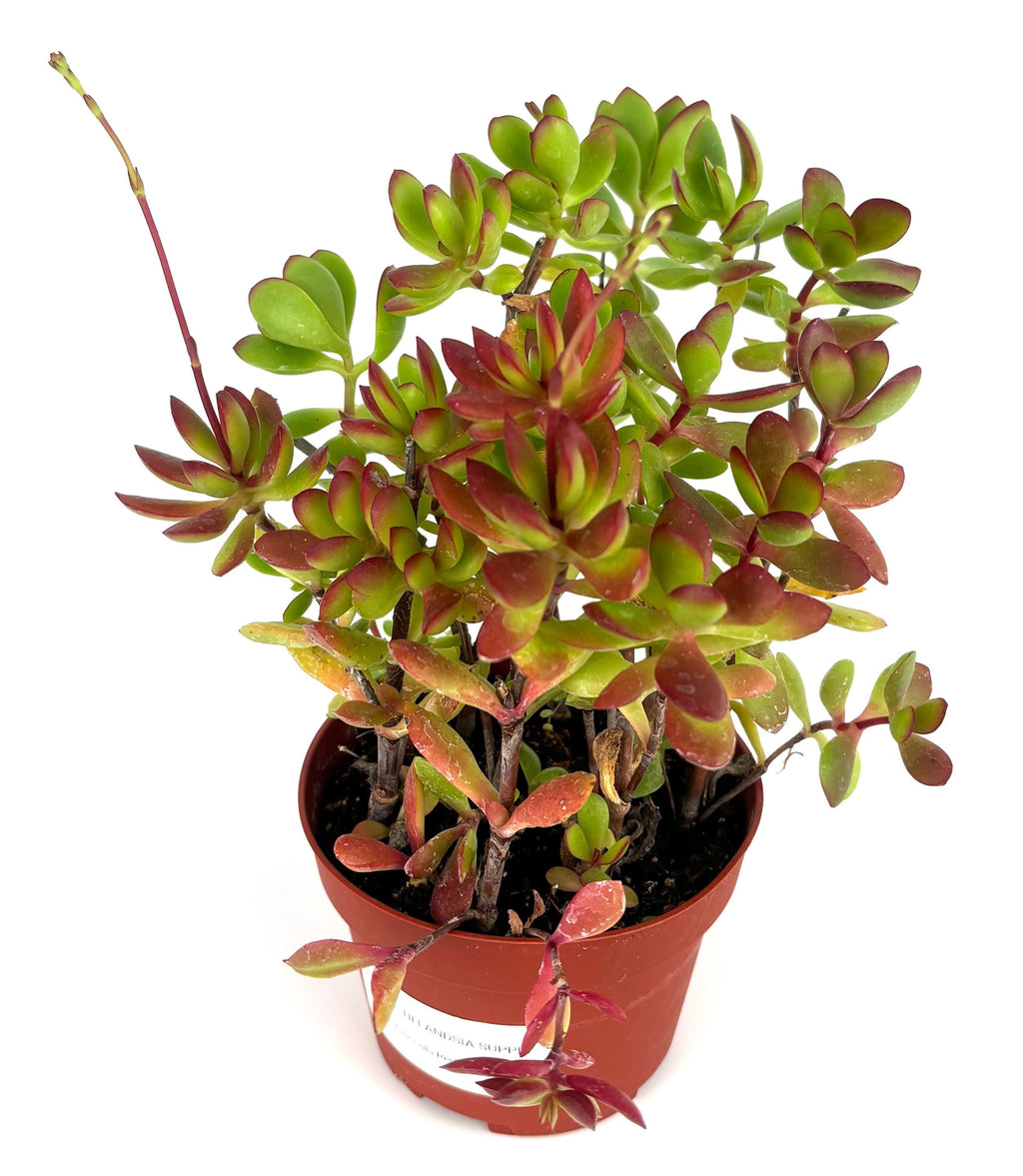 Potted red carpet plant with green and red leaves on a white background
