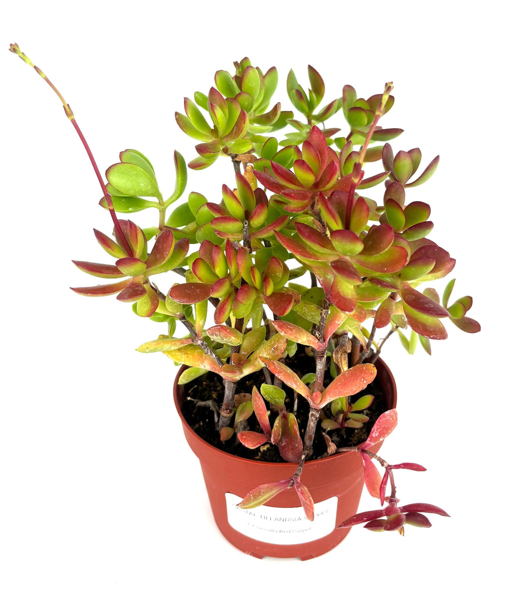 potted red crassula plant in pot on white background