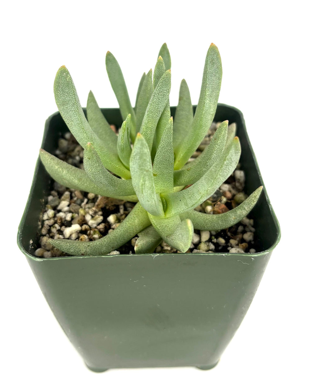 Green succulent Ebracteola wilmaniae plant in a pot on a white background
