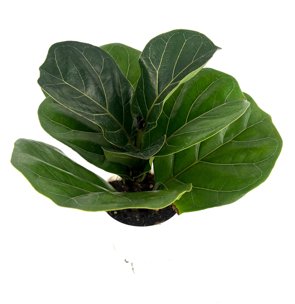 Potted fiddle leaf fig plant on a white background