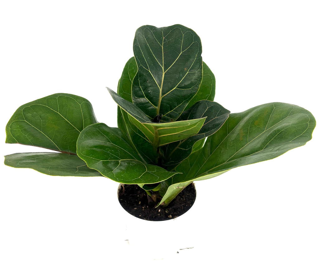 Potted fiddle leaf fig plant on a white background