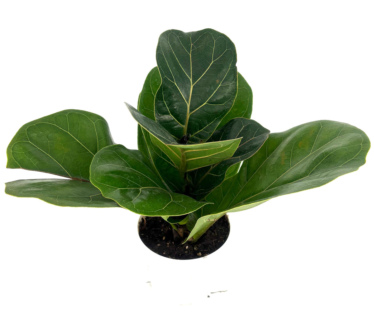 Potted fiddle leaf fig plant on a white background