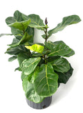 Potted fiddle leaf fig plant on a white background