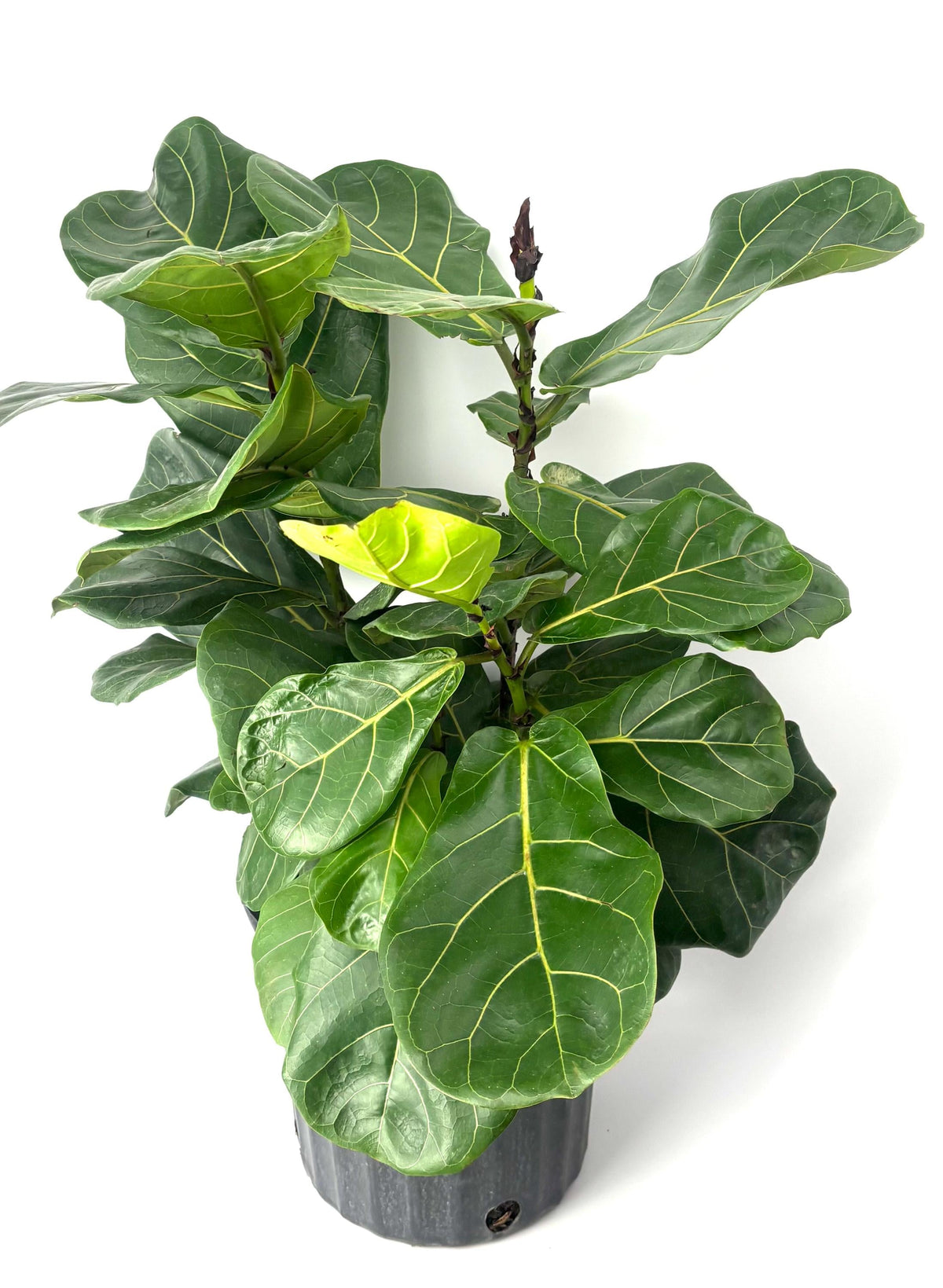 Potted fiddle leaf fig plant on a white background