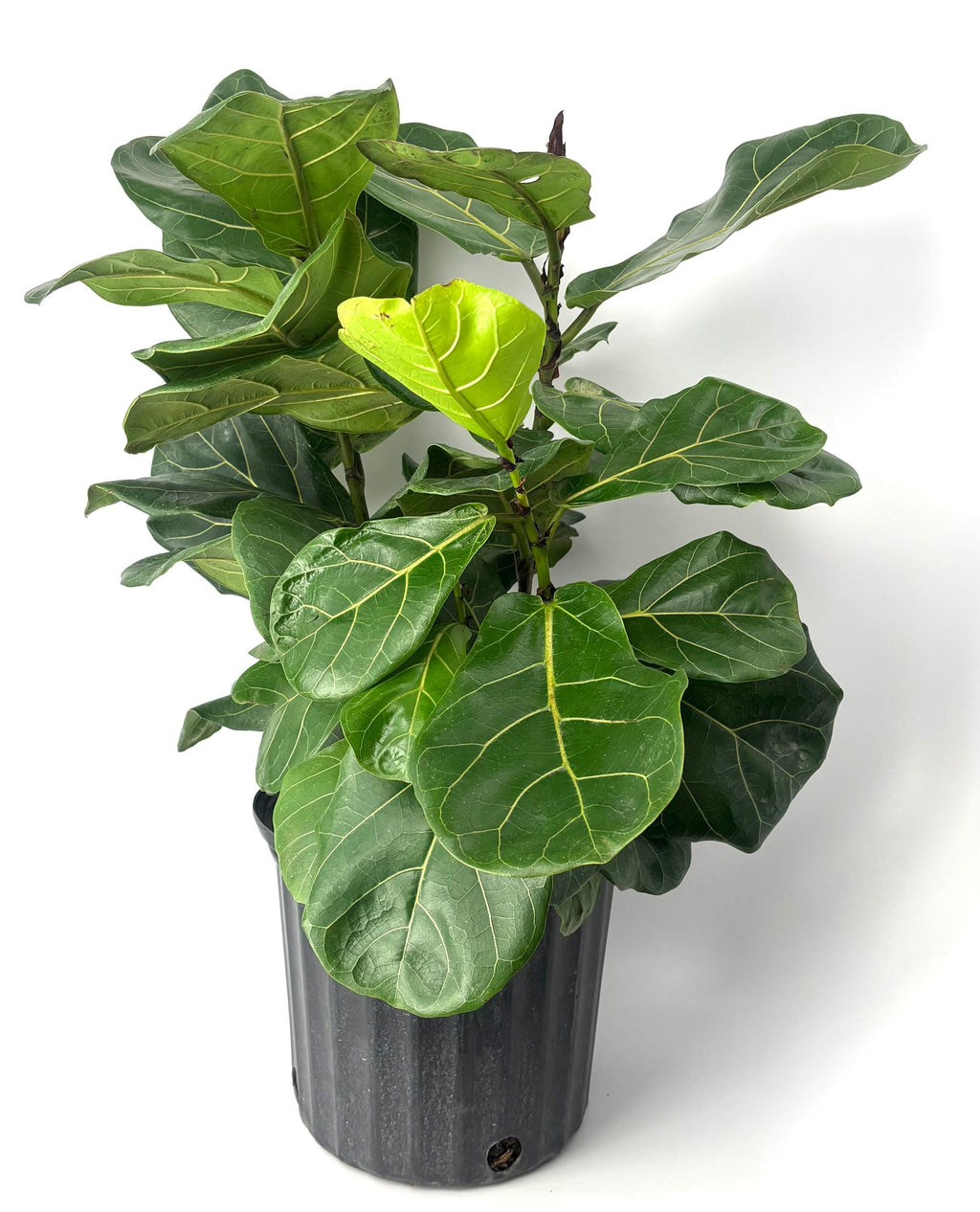 Potted fiddle leaf fig large-size green leaves in a large plastic pot
