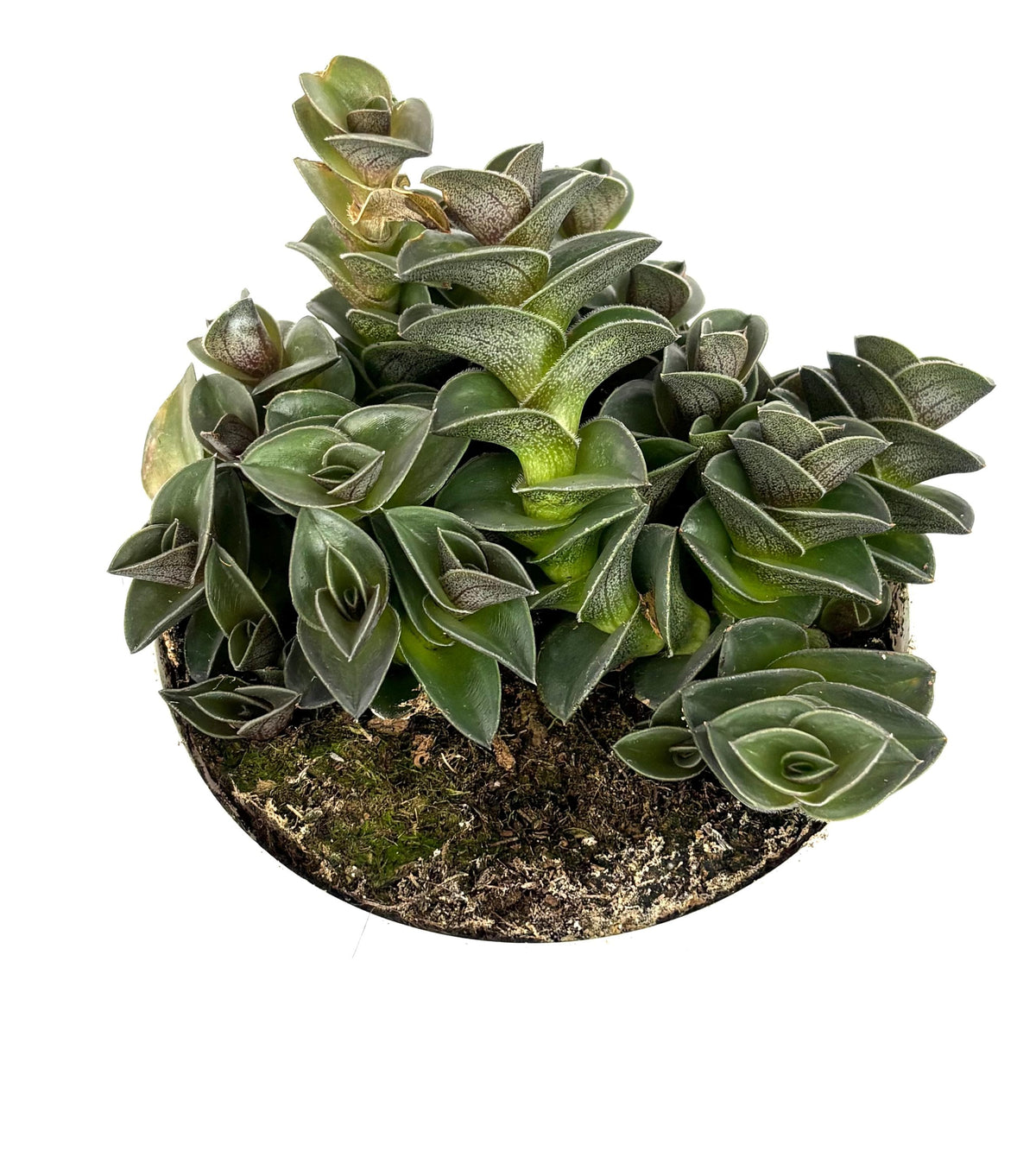 Green tradescantia chain plant in a pot on a white background