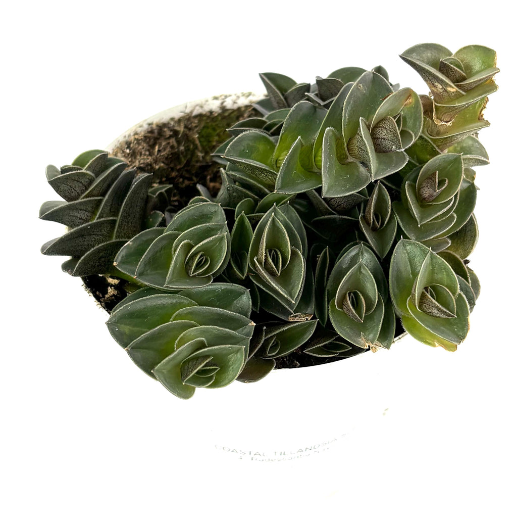 Green chain plant in a heart-shaped pot on a white background